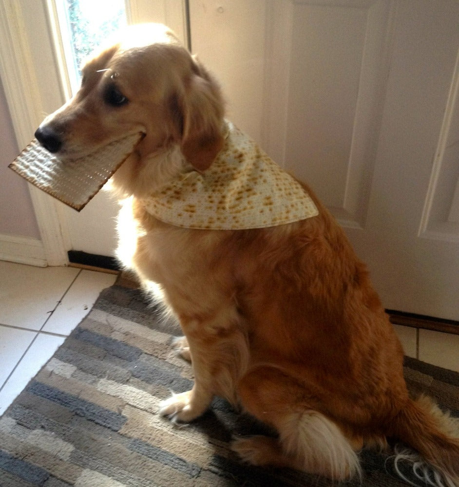 Passover Dog Bandana Matzah