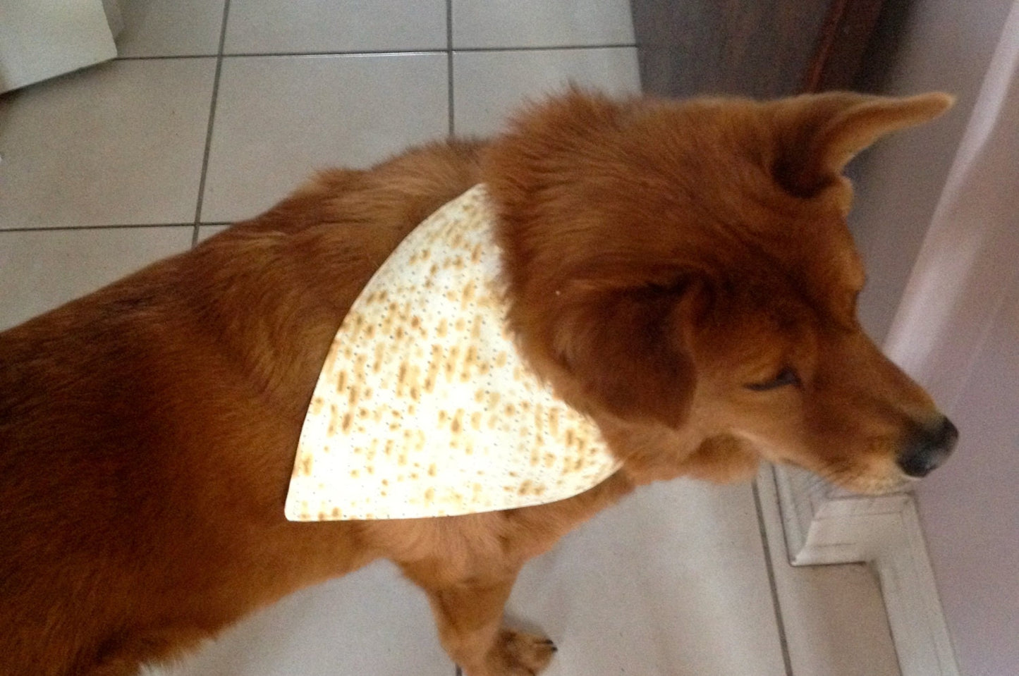 Passover Dog Bandana Matzah