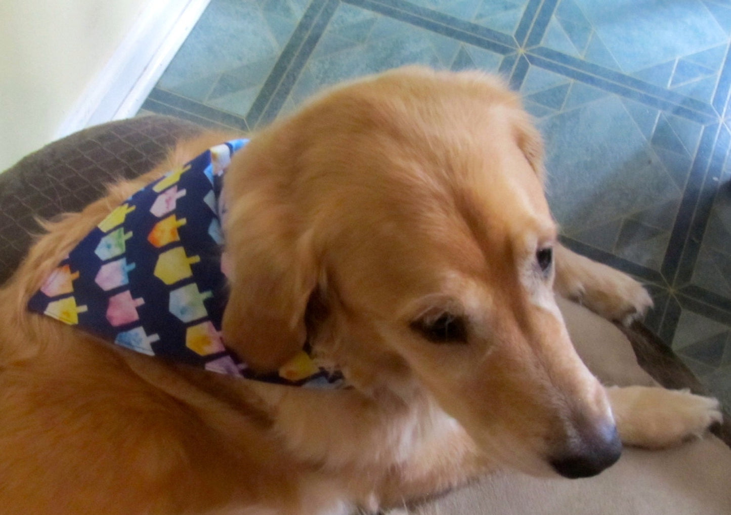 Chanukah Dreidel  Dog Bandana